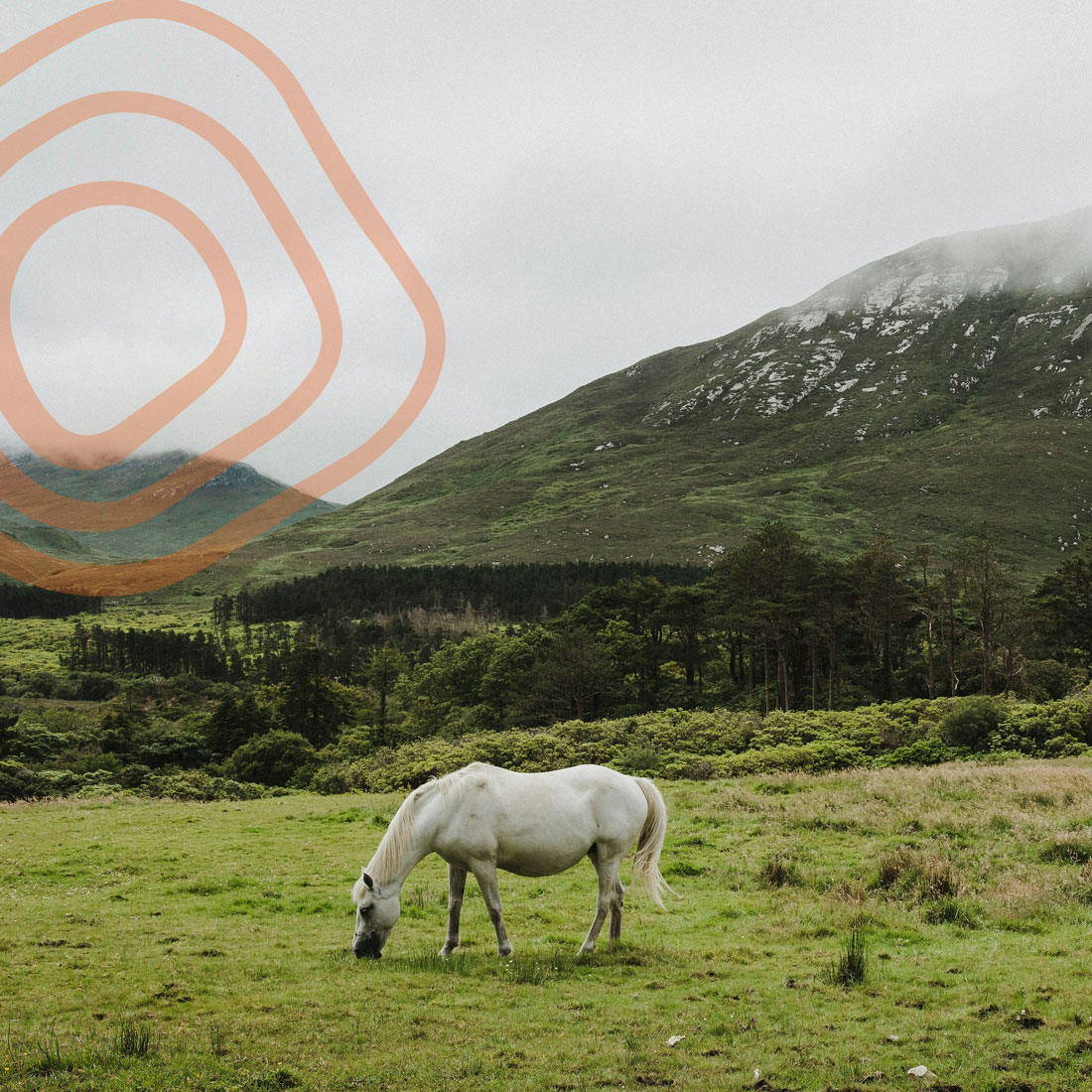 Expert guidance, wherever you are in your equestrian journey | Iris Walshe | Ireland