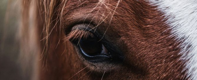 Young Offenders /ADHD and the Power of the Horse