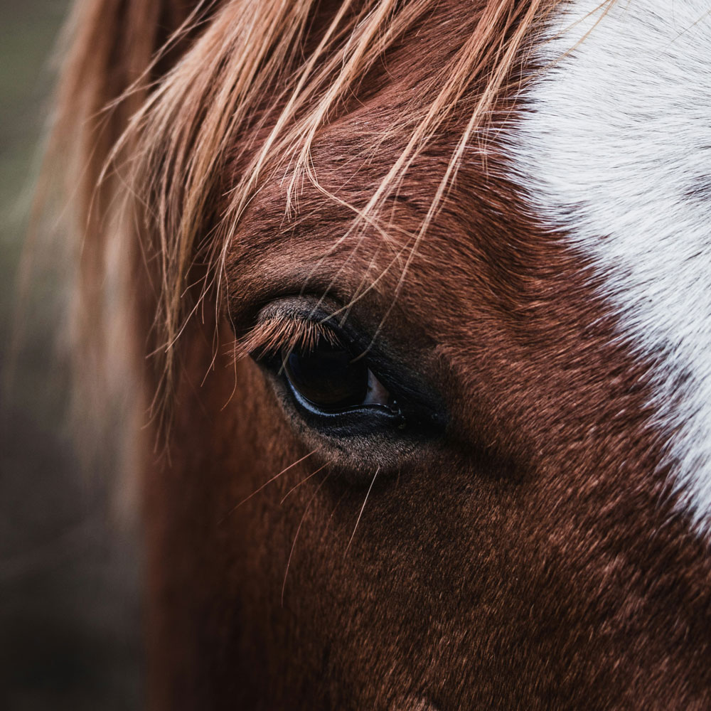 Young Offenders /ADHD and the Power of the Horse