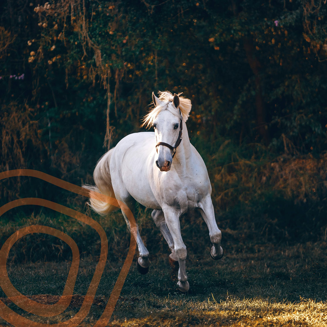 Expert guidance, wherever you are in your equestrian journey | Iris Walshe | Ireland