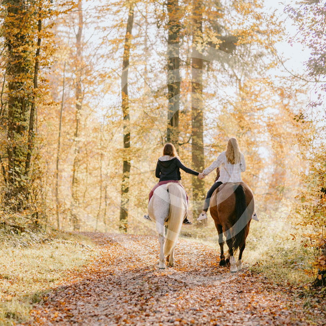 Expert guidance, wherever you are in your equestrian journey | Iris Walshe | Ireland