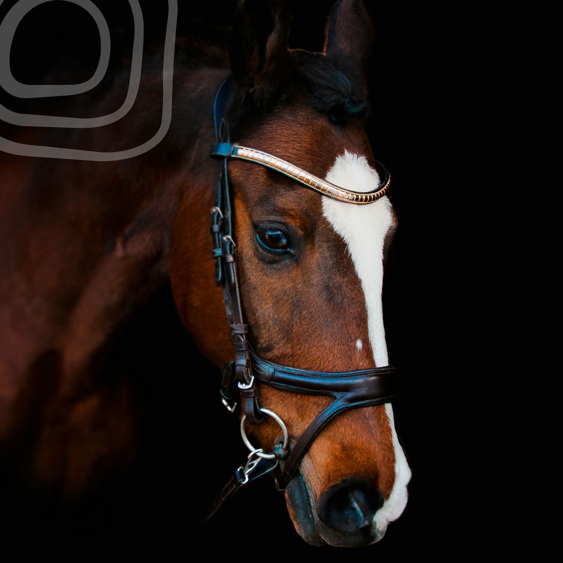 Expert guidance, wherever you are in your equestrian journey | Iris Walshe | Ireland