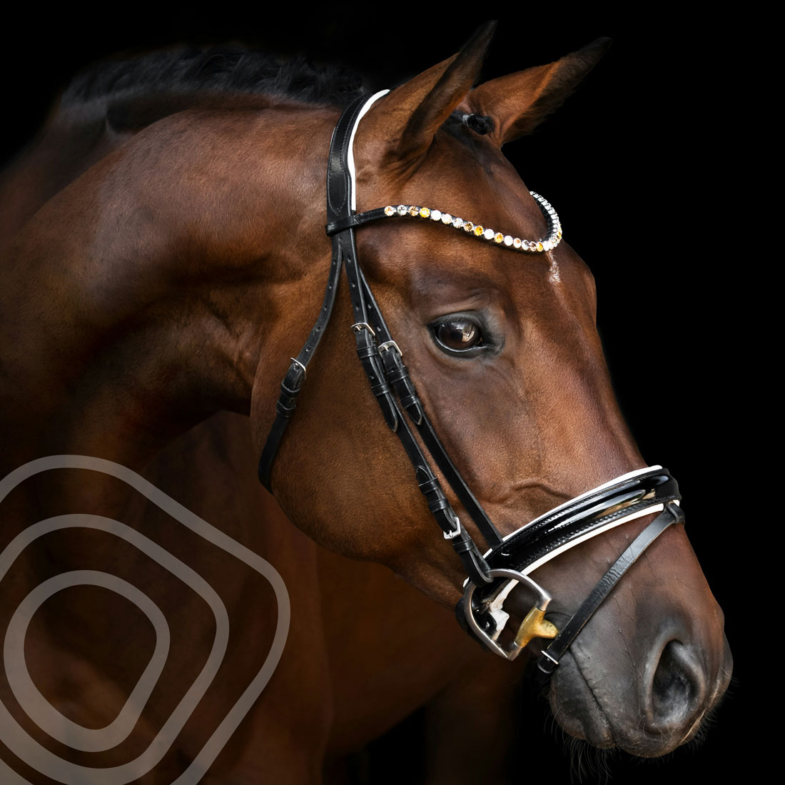 Expert guidance, wherever you are in your equestrian journey | Iris Walshe | Ireland