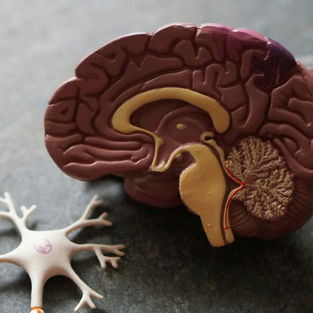 When the Brain does not want to Stop Talking