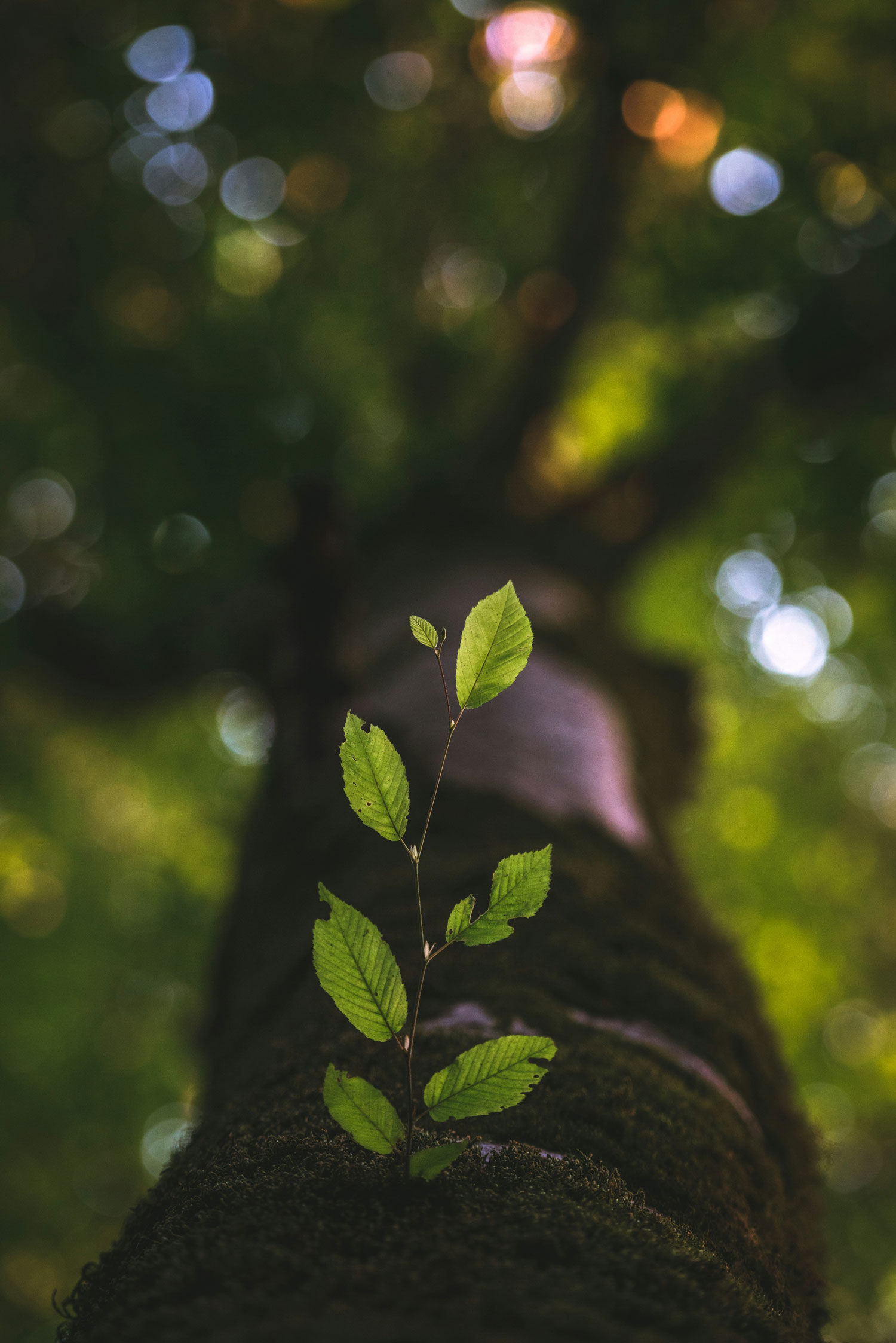 Wired for This: Neurodivergent Minds and the Workforce That Wasn't Ready Chapter 7. Built to Be Outgrown. Why the Answer Isn't One More Institution